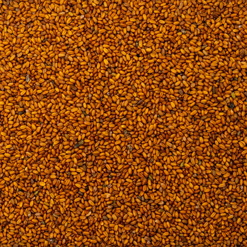 Organic Camelina Seeds