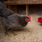 Chicken with a red comb standing on hemp hurd animal bedding in nesting coop