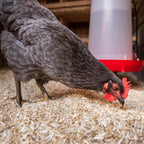 Gray chicken with a red comb pecking at the ground in a barn setting.