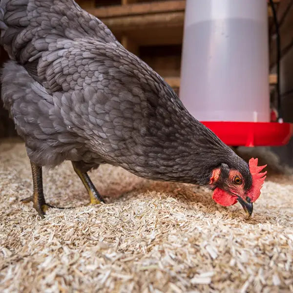 Gray chicken with a red comb pecking at the ground in a barn setting.