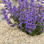 Hemp mulch in purple flower bed
