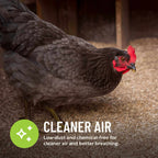 Chicken in coop with hemp bedding