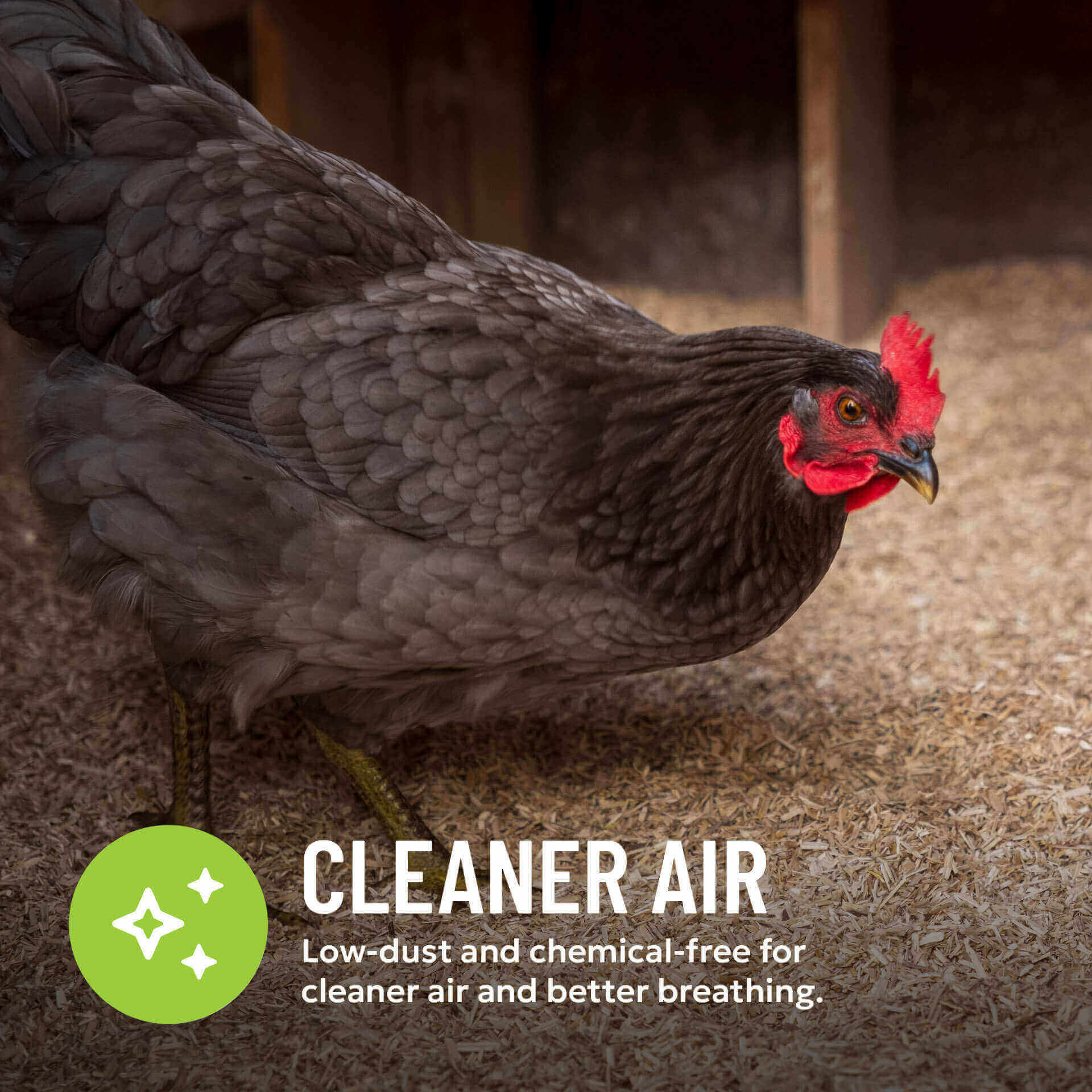 Chicken in coop with hemp bedding