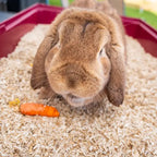 Brown rabbit in a cage with a carrot on a bed of wood shavings