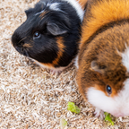 Two guinea pigs on a hemp bedding material with a close-up view.