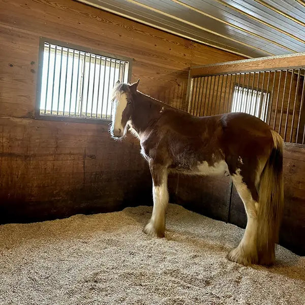 Horse standing in a stable with hemp hurd bedding and wooden walls