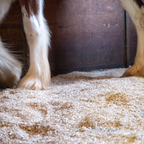 Close-up of a horse's legs on hemp shavings with a wooden structure in the background
